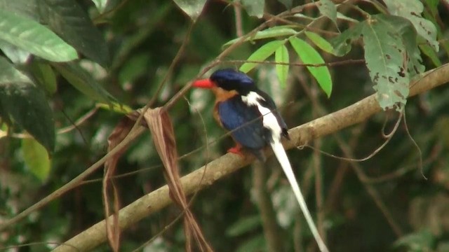 Buff-breasted Paradise-Kingfisher - ML200884081