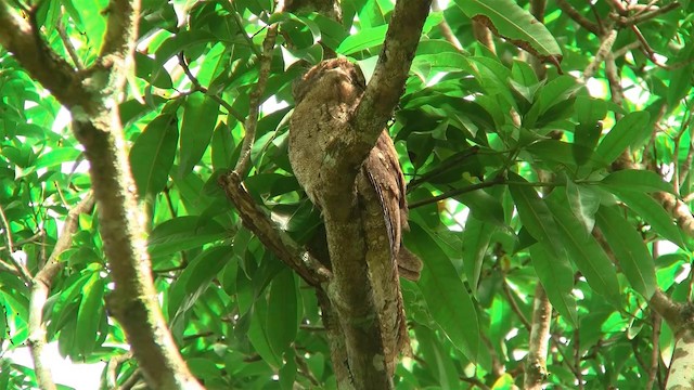 Papuan Frogmouth - ML200884381