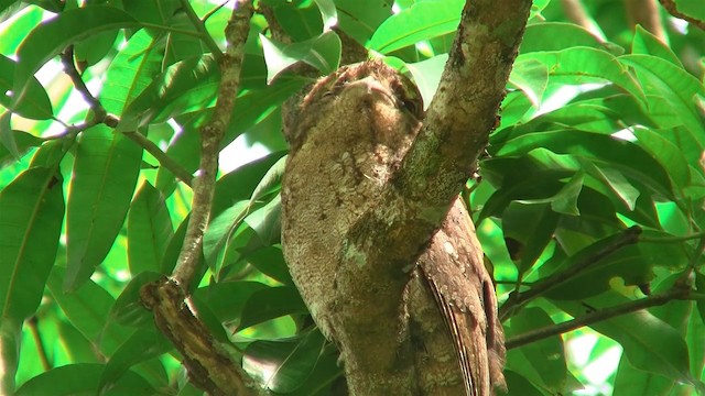 Papuan Frogmouth - ML200884391