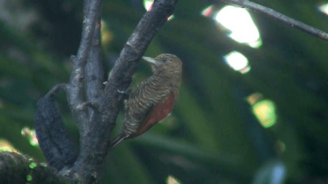 Blood-colored Woodpecker - ML200884561