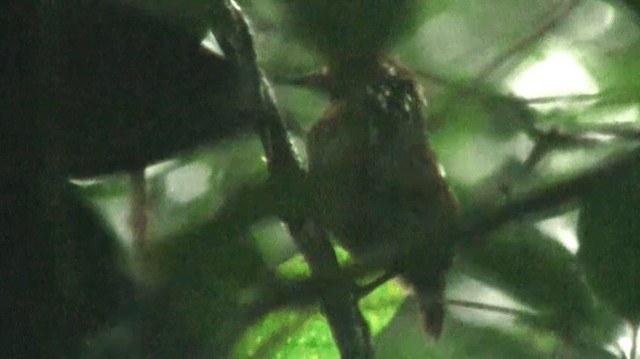 Толстоклювый крапивник (arada) - ML200885081