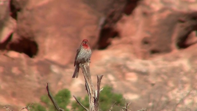 House Finch (Common) - ML200885301