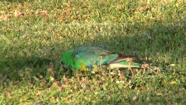 Red-rumped Parrot - ML200885871