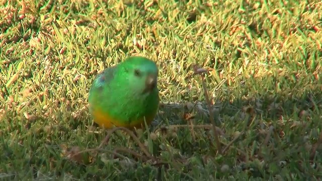 Red-rumped Parrot - ML200885891