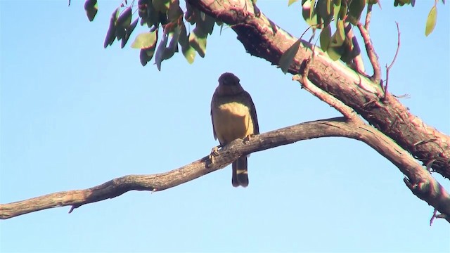 Spotted Bowerbird - ML200885921