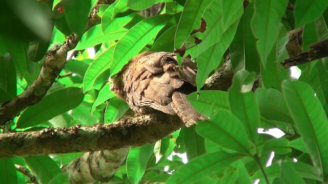 Papuan Frogmouth - ML200886551