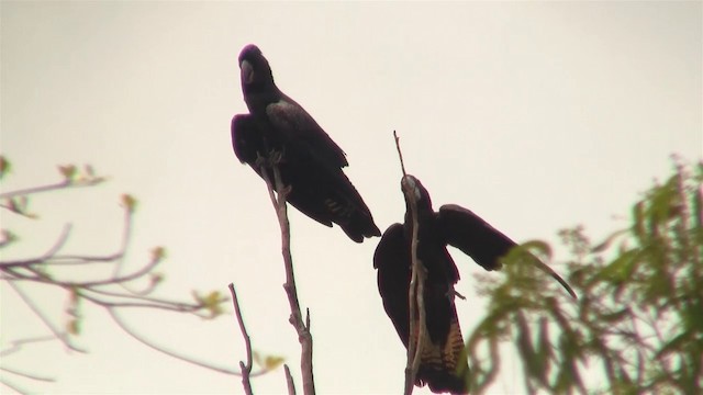 Red-tailed Black-Cockatoo - ML200886781