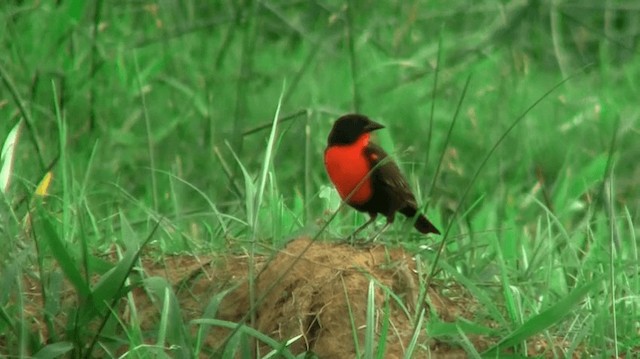 Red-breasted Meadowlark - ML200887281