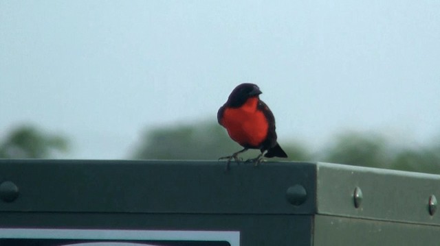 Red-breasted Meadowlark - ML200887291