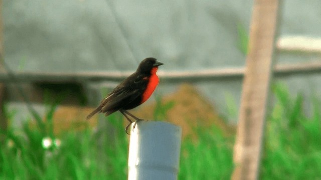 Red-breasted Meadowlark - ML200887371