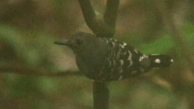 Common Scale-backed Antbird (Common Scale-backed) - ML200887501