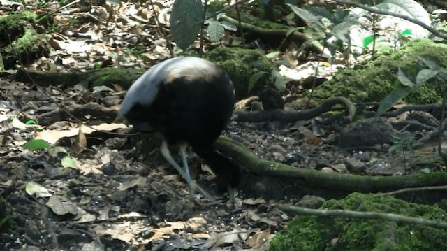 Gray-winged Trumpeter (Gray-winged) - ML200887531