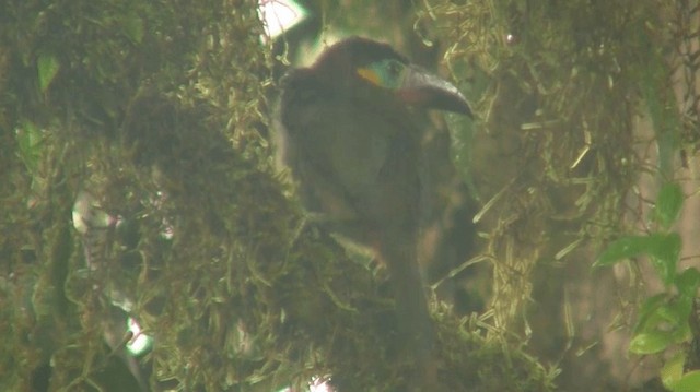 Guianan Toucanet Ebird