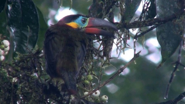 Guianan Toucanet Ebird
