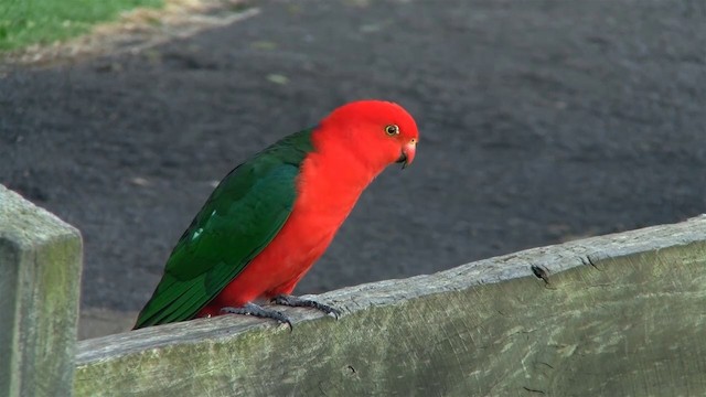 Avustralya Kral Papağanı - ML200888611