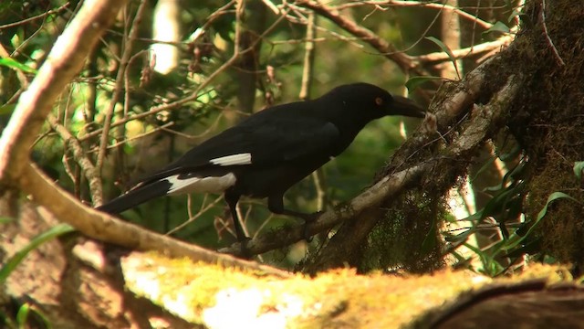Pied Currawong - ML200888981