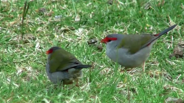Red-browed Firetail - ML200889021