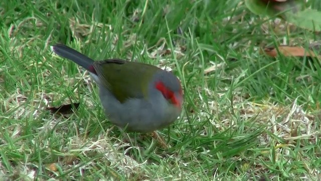 Red-browed Firetail - ML200889061