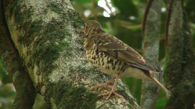 Russet-tailed Thrush (Russet-tailed) - ML200889101