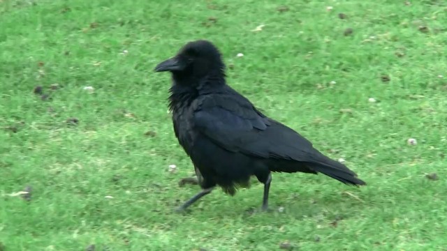 Torresian Crow - ML200889201