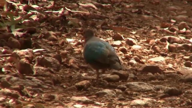 holub hnědohlavý - ML200889401