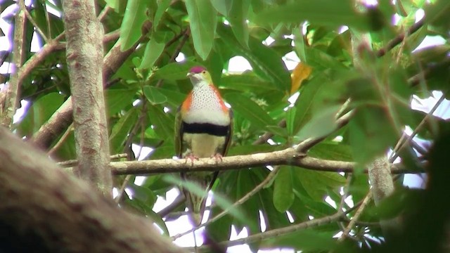 Superb Fruit-Dove (Eastern) - ML200889461