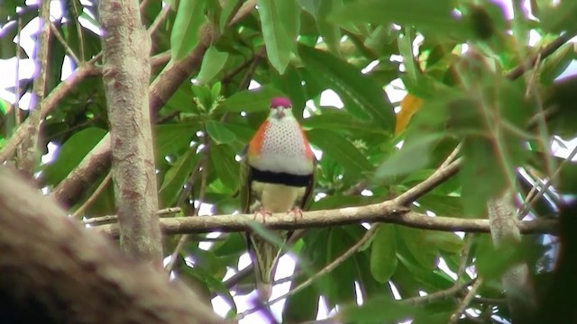 Superb Fruit-Dove (Eastern) - ML200889471