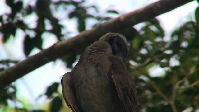 Helmeted Friarbird (Hornbill) - ML200889621