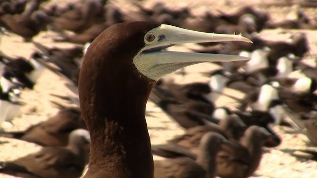 Brown Booby (Forster's) - ML200889941