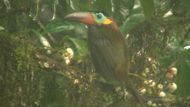 Guianan Toucanet Ebird