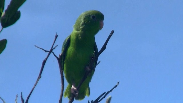 Зелёный воробьиный попугайчик - ML200890571