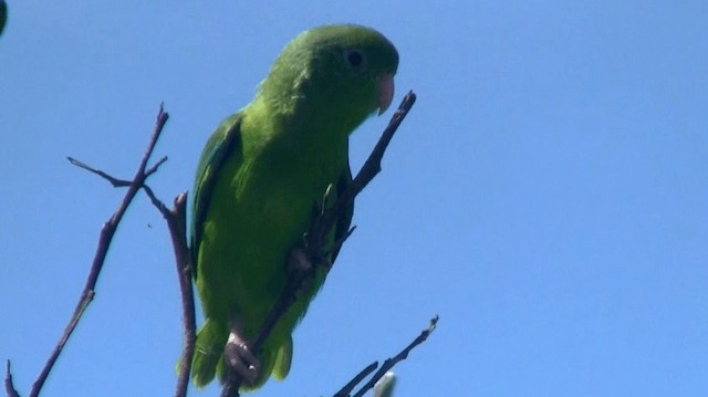 Зелёный воробьиный попугайчик - ML200890581