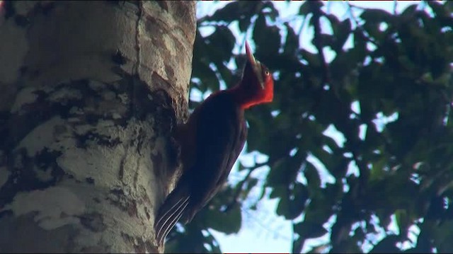Red-necked Woodpecker - ML200890651