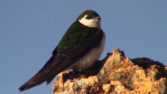 Violet-green Swallow - ML200891121