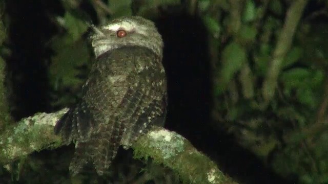 Marbled Frogmouth (Plumed) - ML200891761
