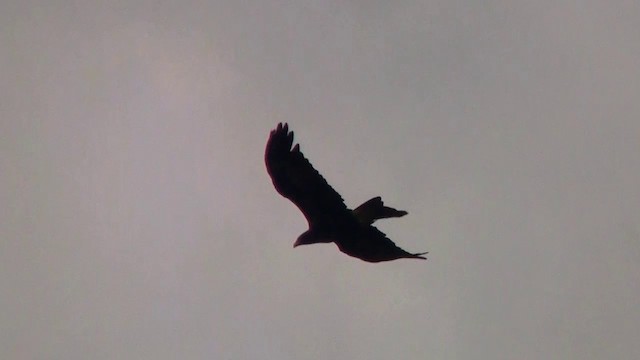 Wedge-tailed Eagle - ML200891821