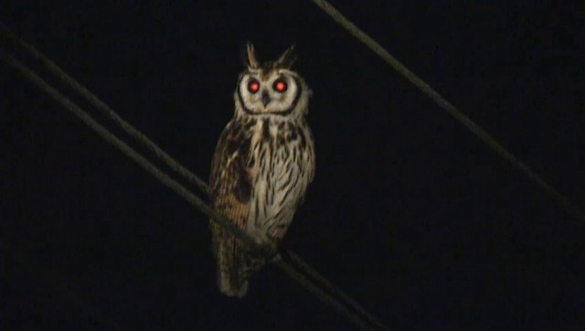 Striped Owl - ML200892821