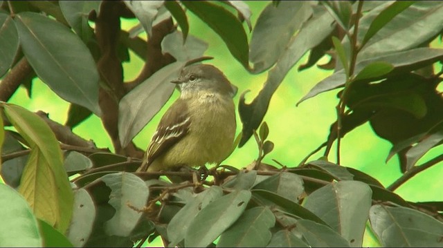 Yellow-crowned Tyrannulet - ML200892881