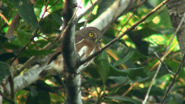 Amazonian Pygmy-Owl - ML200892951