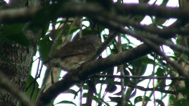 Amazonian Pygmy-Owl - ML200892961