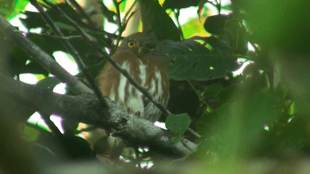 Amazonian Pygmy-Owl - ML200892971