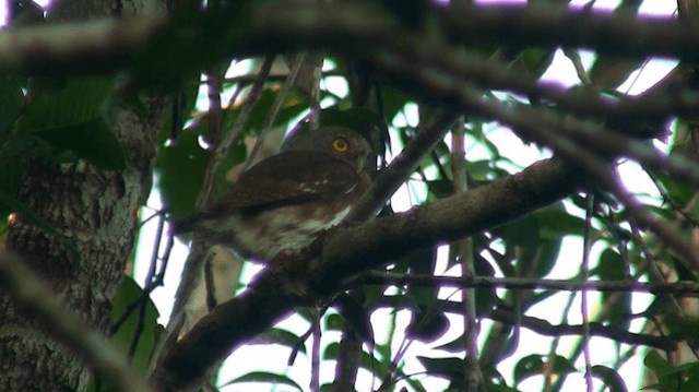 Amazonian Pygmy-Owl - ML200893001