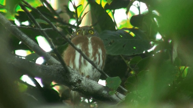Amazonian Pygmy-Owl - ML200893011