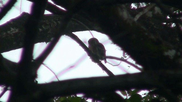 Amazonian Pygmy-Owl - ML200893101