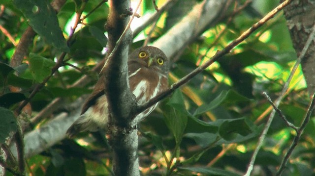 Amazonian Pygmy-Owl - ML200893111