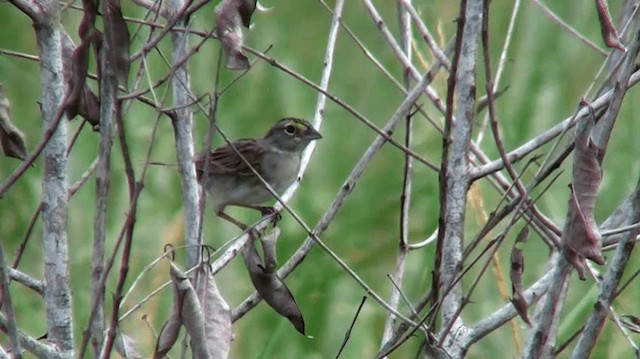 Grassland Sparrow - ML200893181
