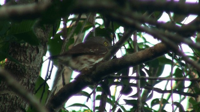 Amazonian Pygmy-Owl - ML200893211