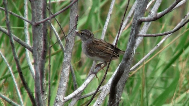 Grassland Sparrow - ML200893251