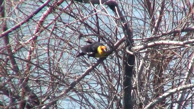 Yellow-headed Blackbird - ML200893811