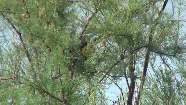Yellow-headed Blackbird - ML200893901